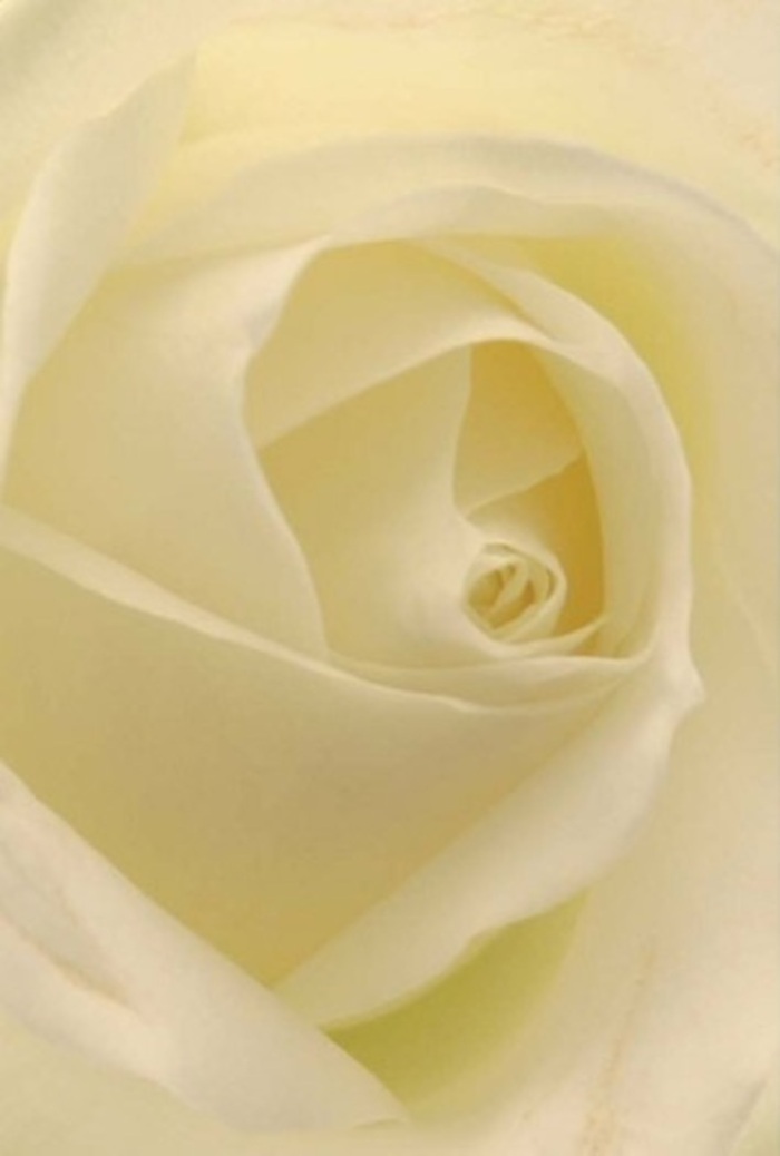 A close visual embrace of a classic white rose reveals a world of softness and serenity, each petal layered with intention and subtle artistry in a bouquet fit for Shepherd's Bush's diverse community. Cream and ivory blend seamlessly within each petal, kissed by natural daylight reminiscent of a gentle morning near Hammersmith Grove. The composition is a study in tranquil elegance: the petals' delicate spiral draws the gaze inward, radiating subtle resilience and a purity that feels perfectly suited for moments of romance, apology, or heartfelt celebration. Local florists, skilled in the traditions of Shepherd's Bush markets, select each bloom with care, their intuitive arrangements rendering every bouquet a unique reflection of occasion and sentiment. The near-translucent edges soften into shadow, playing with hints of silvery light that call to mind peaceful strolls along bustling local avenues. The scent itself is imagined as faint and clean-a gentle presence that fills a room with calm. In this rose, artistry and nature unite, marking life's significant moments with a touch of sophistication and local, heartfelt expertise.